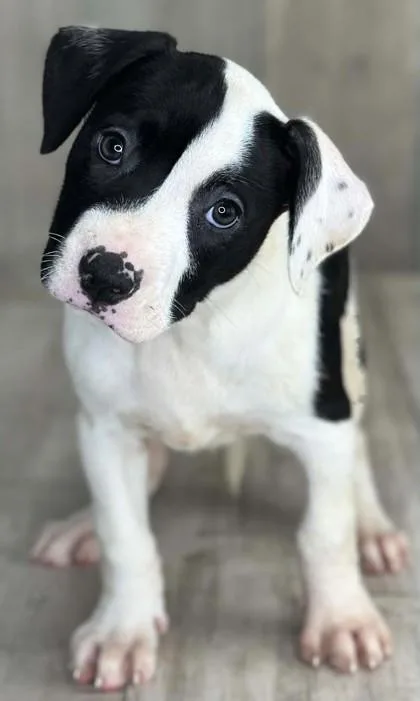 An adult small-sized female Terrier dog named Coral for adoption in Shreveport, LA