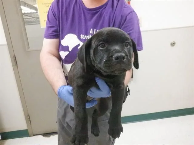 A baby small-sized male Pit Bull Terrier dog named Carlton for adoption in Oroville, CA