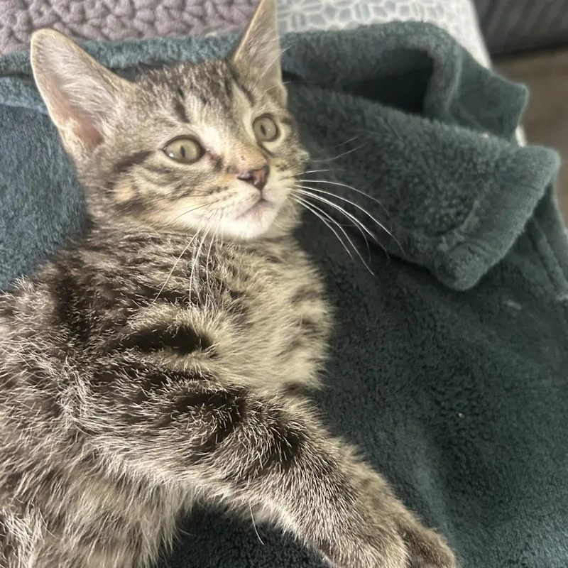 A baby small-sized male Brown / Chocolate Domestic Short Hair cat named Macaroni for adoption in Wheeling, IL