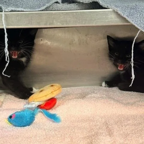A baby small-sized male Black Domestic Short Hair cat named Dib for adoption in Hawthorne, CA