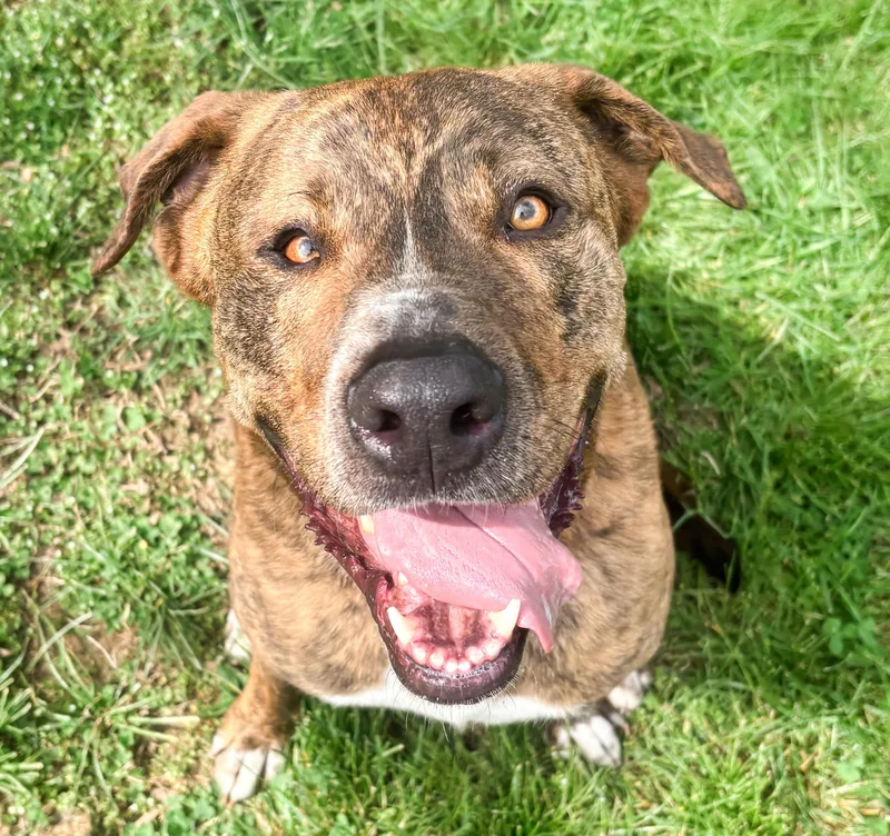 An adult large-sized male Brindle Mountain Cur dog named Kevin for adoption in Longview, TX