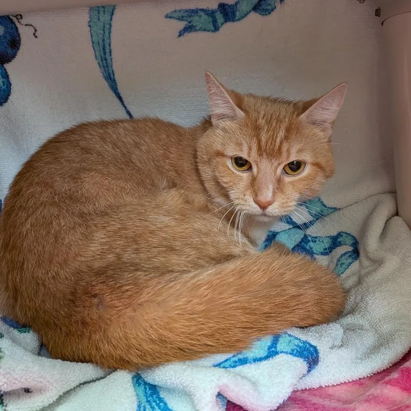 An adult medium-sized female Orange / Red Domestic Short Hair cat named Fluffy for adoption in Springfield, MA