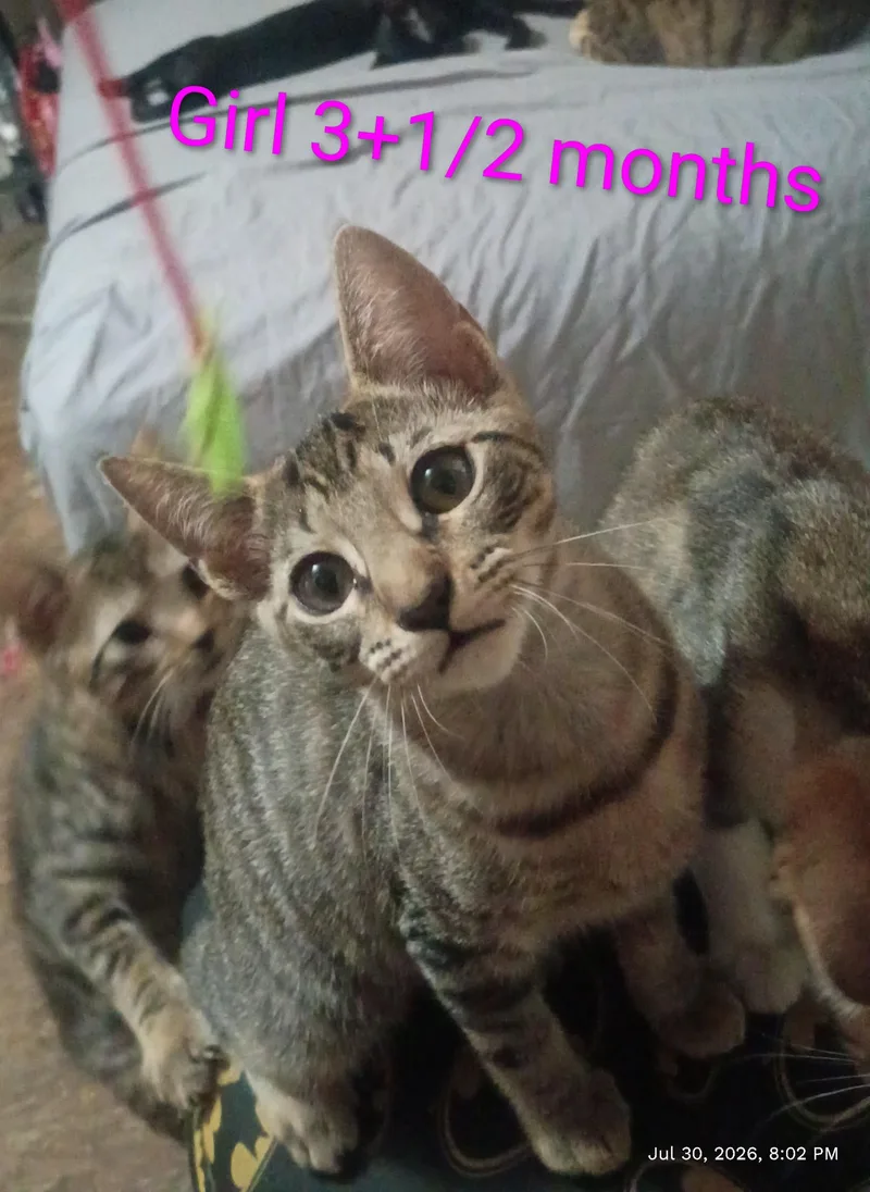 Pebbles