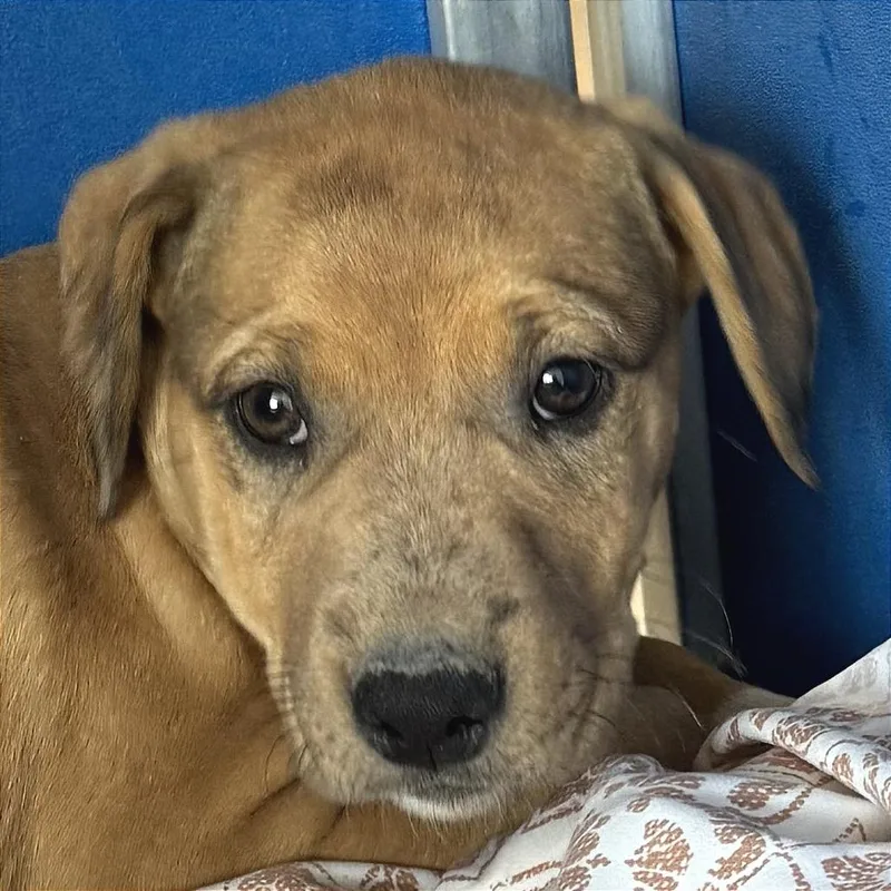 A baby small-sized female Yellow / Tan / Blond / Fawn Mixed Breed dog named Paris for adoption in Las Cruces, NM