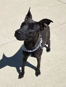 An adult medium-sized male Pit Bull Terrier dog named Finn for adoption in Bucyrus, OH