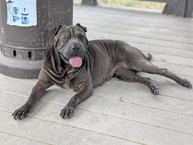 An adult medium-sized male Shar-Pei dog named Dumpling Rolls for adoption in Boston, MA