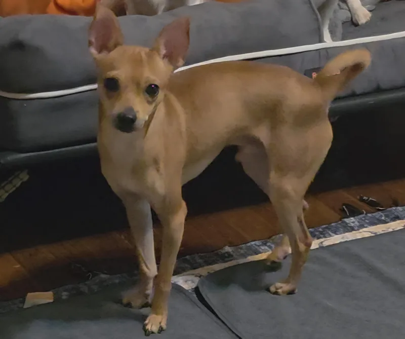 Geoffrey thumbnail 2