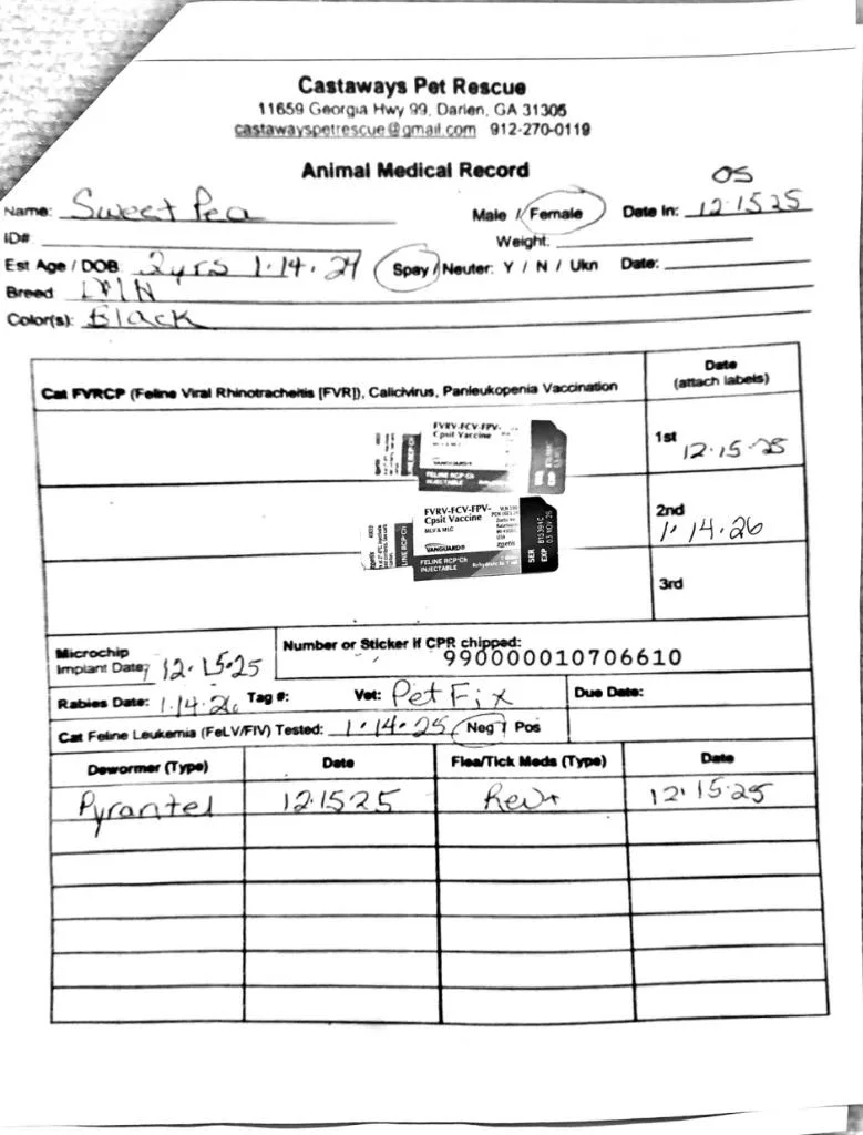 Sweet Pea thumbnail 2