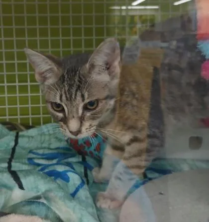 A baby small-sized female Gray / Blue / Silver Domestic Short Hair cat named JoJo for adoption in Kansas City, MO