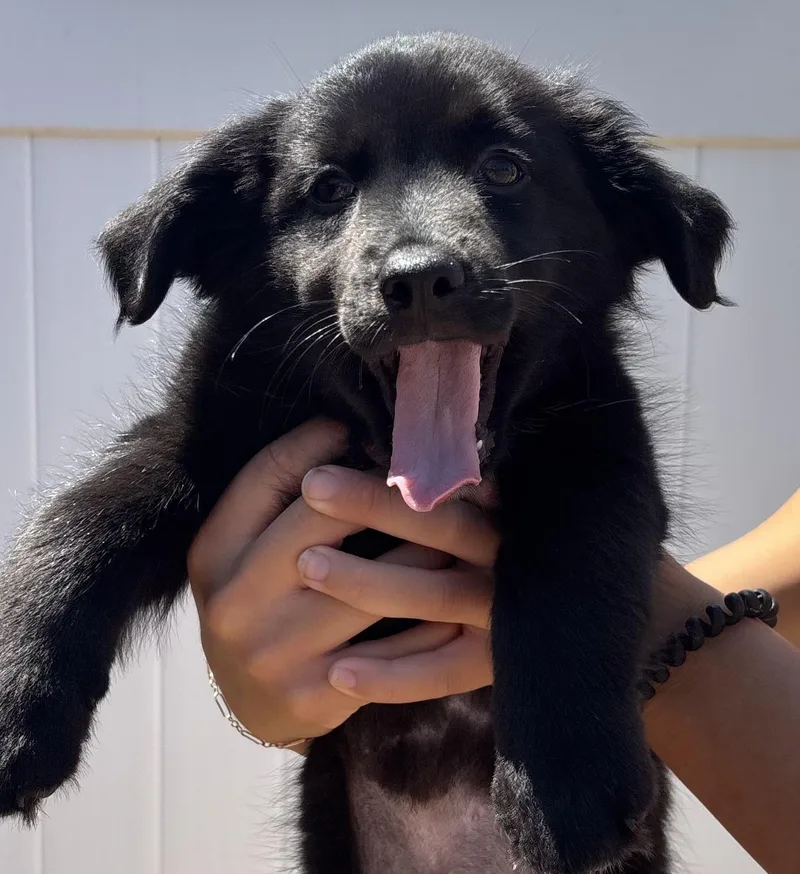 A baby large-sized female Flat-Coated Retriever dog named Dixie for adoption in San Diego, CA