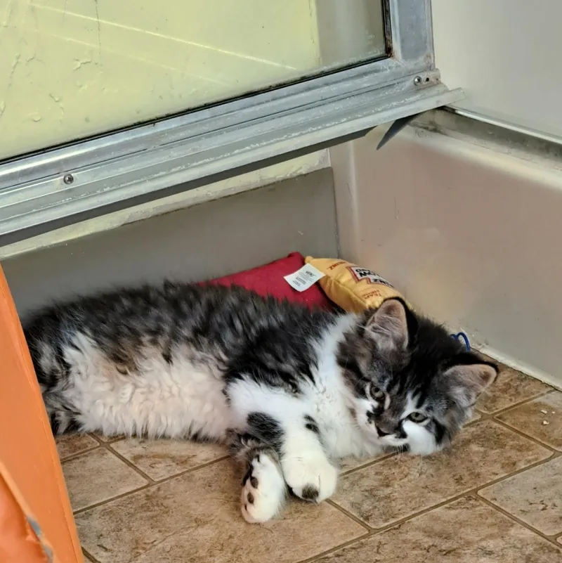A baby medium-sized male Black Domestic Long Hair cat named Lewis B for adoption in Pendleton, OR