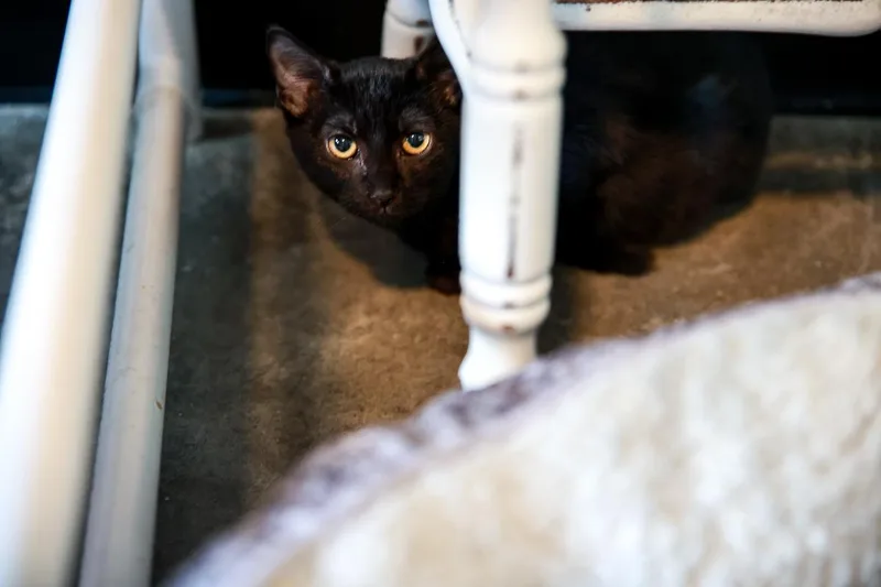 Lil Debbie thumbnail 2