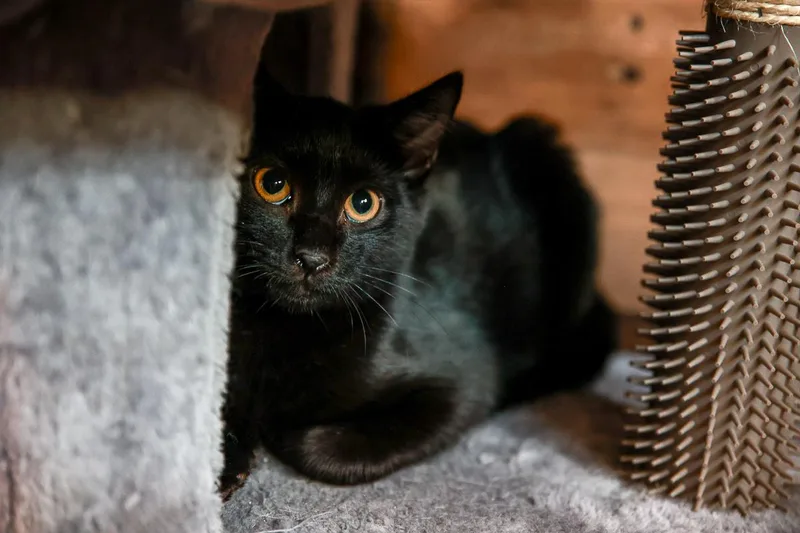 Lil Debbie thumbnail 4