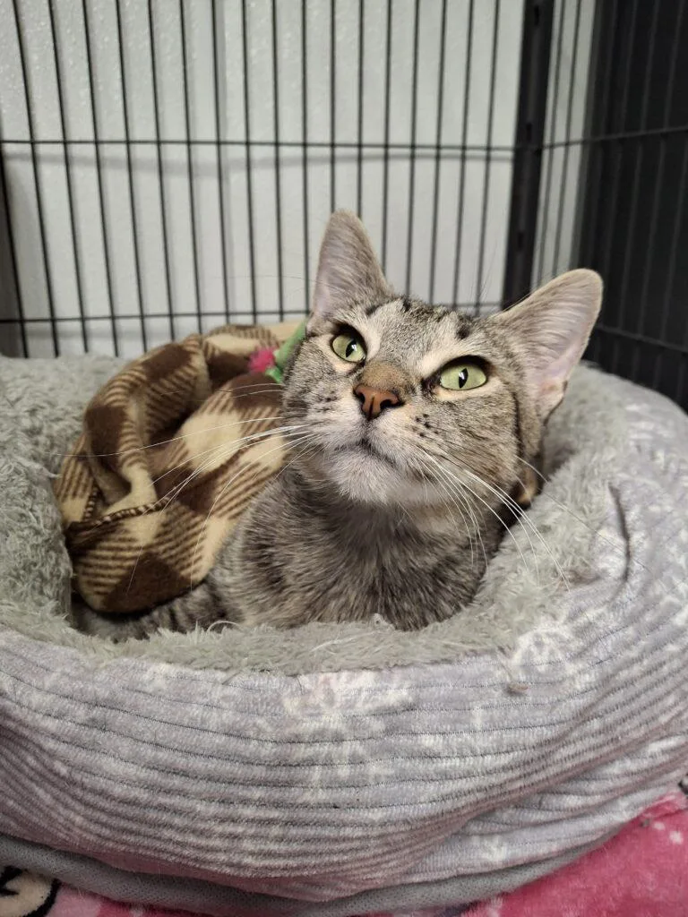 An adult medium-sized female Tabby cat named May for adoption in Ironwood, MI