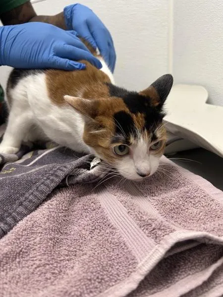 An adult large-sized female Domestic Short Hair cat named Mochi  Bonded W for adoption in Silverdale, WA