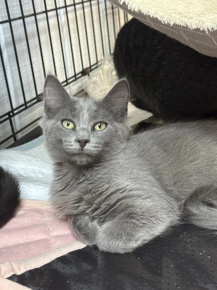 A baby small-sized female Gray / Blue / Silver Domestic Short Hair cat named Tangerine MD for adoption in Fort Walton Beach, FL