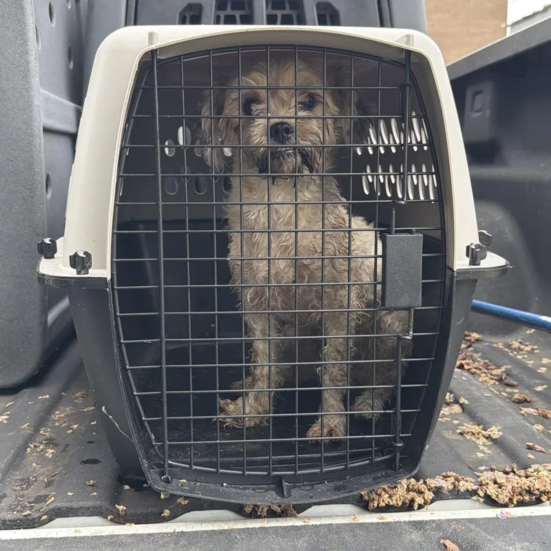 An adult small-sized male White / Cream Mixed Breed dog named Toodles for adoption in Lake Jackson, TX