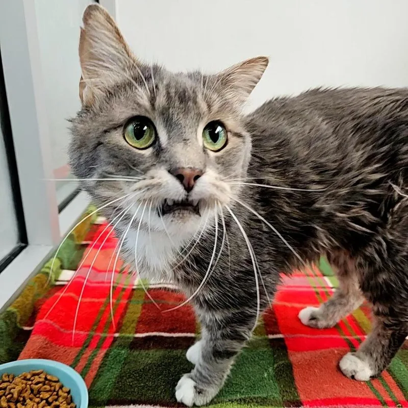 A senior large-sized male Gray / Blue / Silver Domestic Short Hair cat named Billy for adoption in Lakewood, CO
