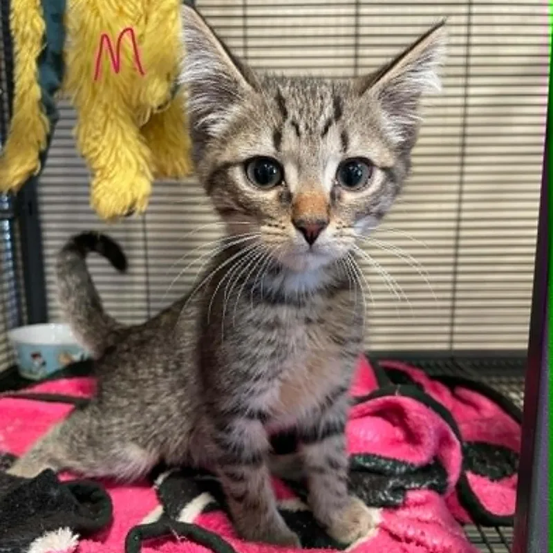 A young medium-sized male Domestic Short Hair cat named Sonny for adoption in Bishopville, SC