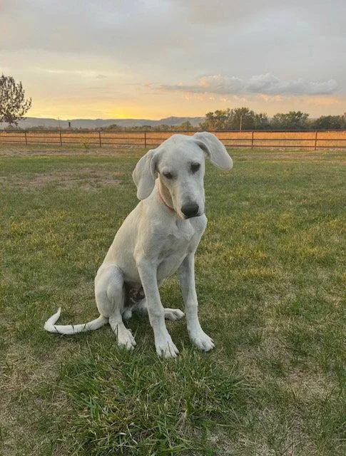 A young extra large-sized male Great Dane dog named Yeti for adoption in Midway, UT