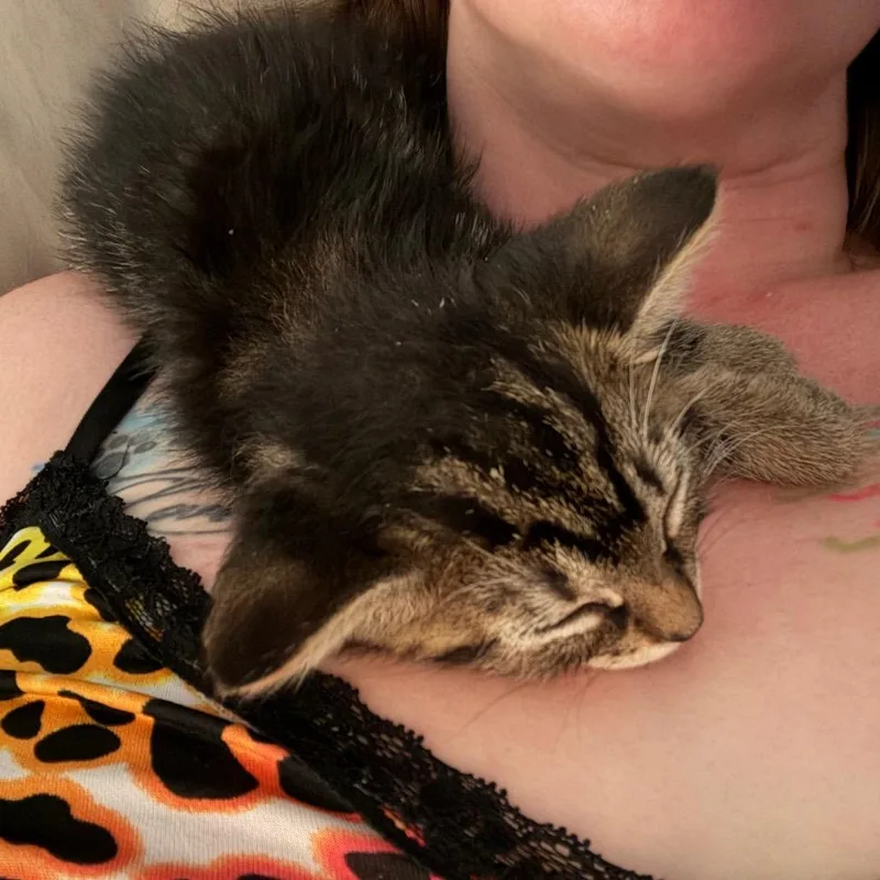A baby small-sized male Black Domestic Short Hair cat named Thurston for adoption in Ringtown, PA
