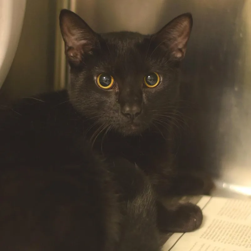 A young medium-sized male Black Domestic Short Hair cat named Bagheera for adoption in Belleville, IL