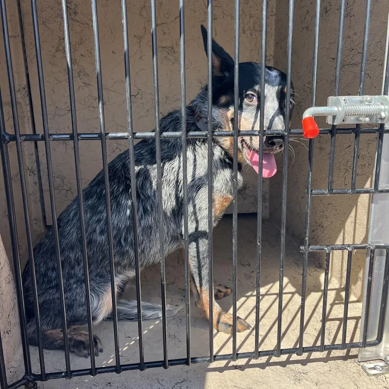 An adult medium-sized male Black Australian Cattle Dog / Blue Heeler dog named HACCStray for adoption in Henderson, NV