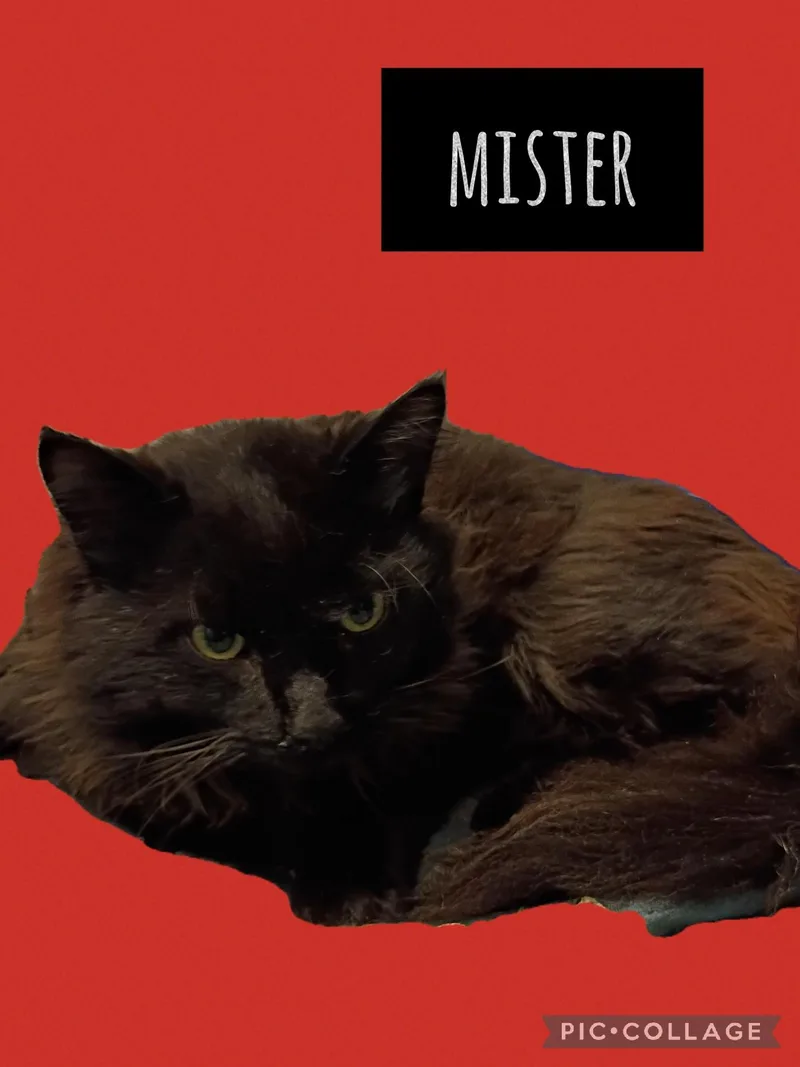 A young medium-sized male Domestic Long Hair cat named Mister for adoption in Muncie, IN