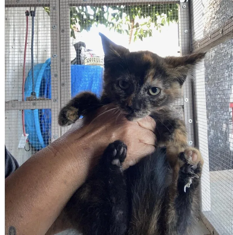 A baby small-sized female Domestic Short Hair cat named Ruby for adoption in La Jolla, CA
