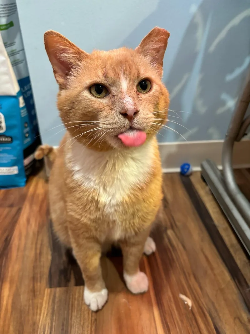 An adult large-sized male Orange & White Domestic Short Hair cat named Shammy for adoption in Buffalo, NY