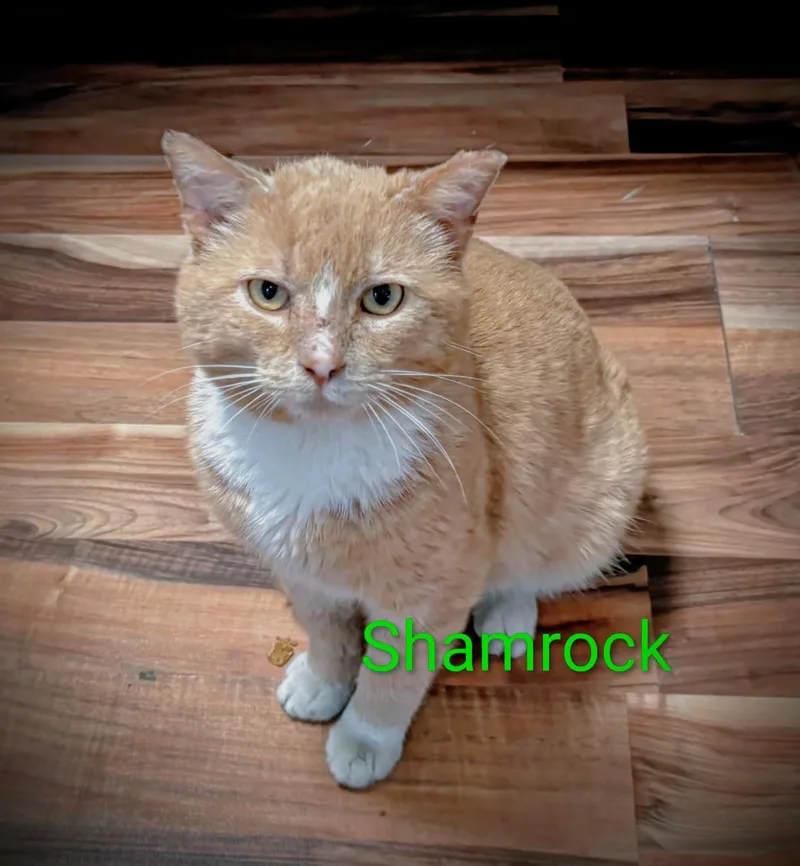 Shammy thumbnail 2