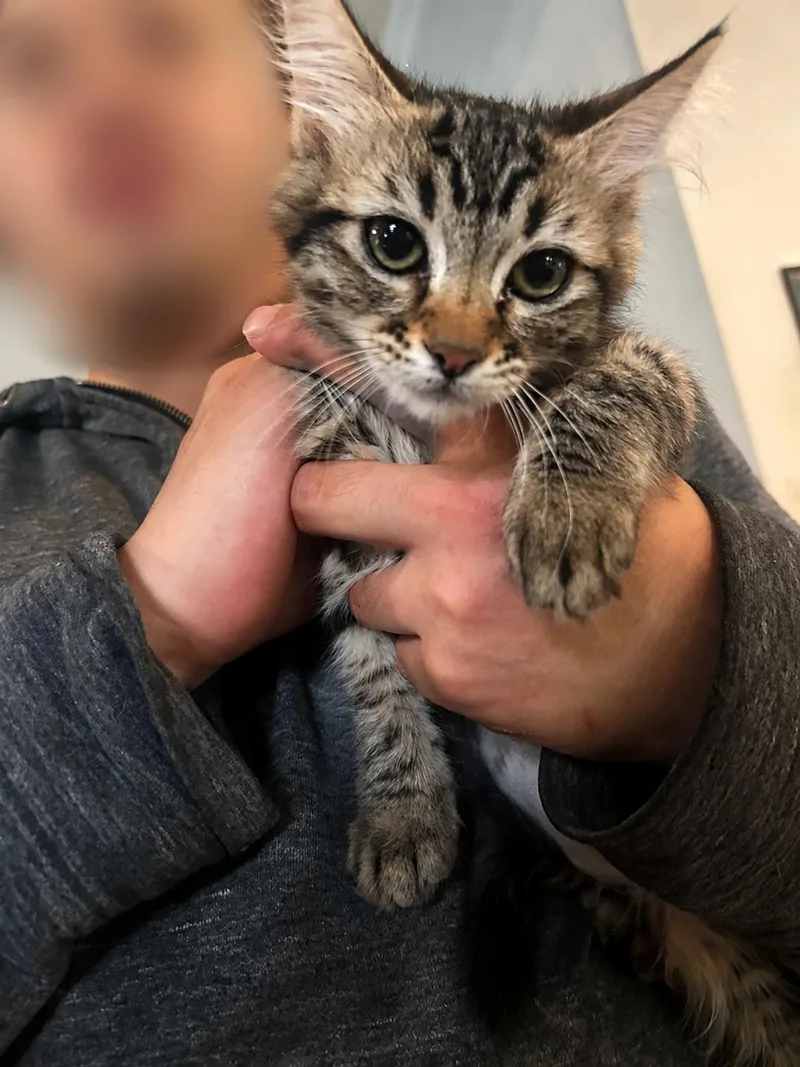 A baby medium-sized female Tabby cat named Samara Napa Petco for adoption in Napa, CA