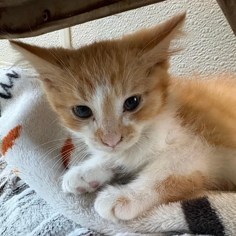 A baby small-sized male Orange / Red Domestic Long Hair cat named Sirius for adoption in West Des Moines, IA