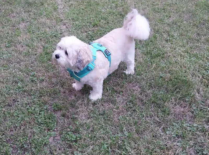 Toby thumbnail 3