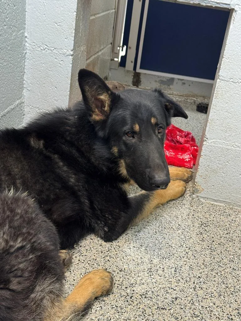 A young large-sized male German Shepherd Dog dog named Moose for adoption in Chino Valley, AZ