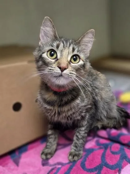 A young medium-sized female Domestic Medium Hair cat named Daisy for adoption in Westland, MI