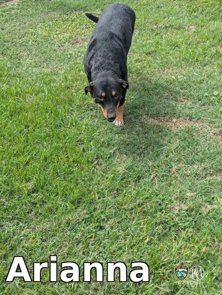 A young medium-sized female Mixed Breed dog named Arianna for adoption in Rocky Mount, NC