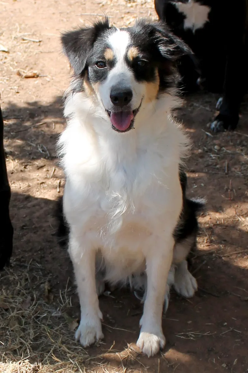 A young medium-sized female Tricolor (Brown, Black, & White) Australian Shepherd dog named Beth for adoption in Guthrie, OK