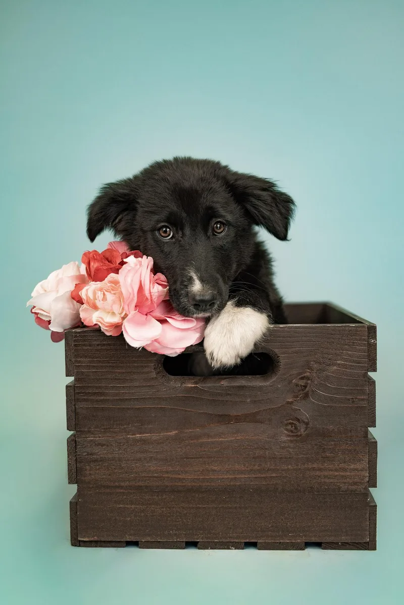A baby large-sized female Great Pyrenees dog named 601-26 for adoption in Brighton, CO