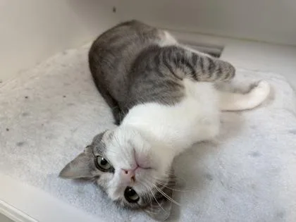 A young medium-sized female Domestic Short Hair cat named Truby for adoption in Traverse City, MI