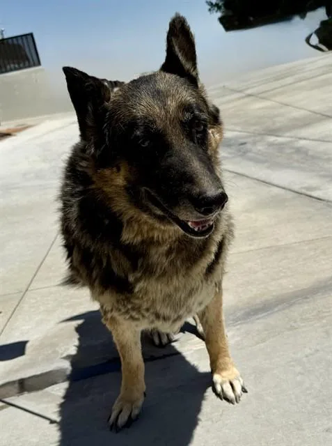 A senior large-sized female German Shepherd Dog dog named Lista for adoption in Lancaster, CA