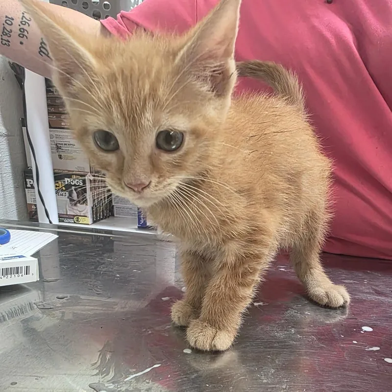 A baby small-sized male Orange / Red Domestic Short Hair cat named Rockstar for adoption in Clanton, AL