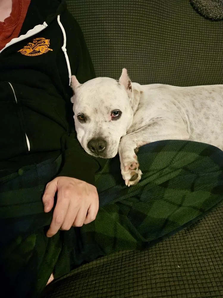 A young medium-sized male American Bulldog dog named Axel for adoption in Greenlawn, NY