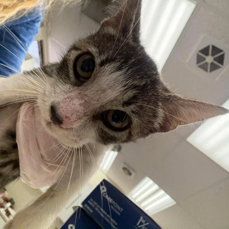 A baby small-sized female Brown / Chocolate Domestic Short Hair cat named Blaire for adoption in Bastrop, TX