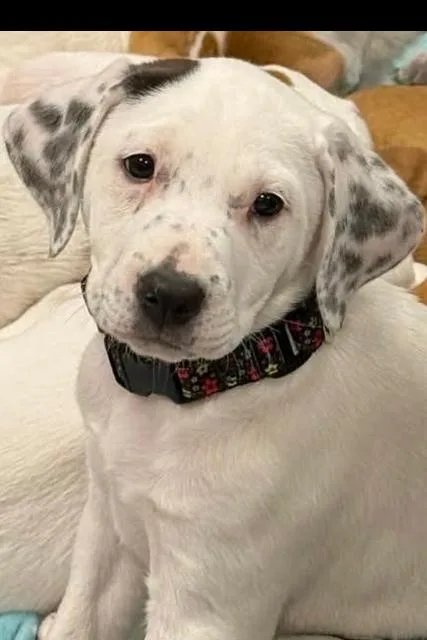 A baby medium-sized female White / Cream Pit Bull Terrier dog named Marykate for adoption in Wenonah, NJ