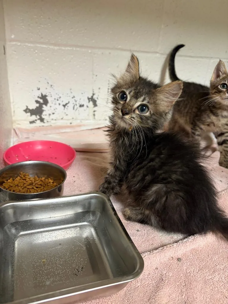A baby small-sized male Domestic Long Hair cat named Poe for adoption in Ada, OK