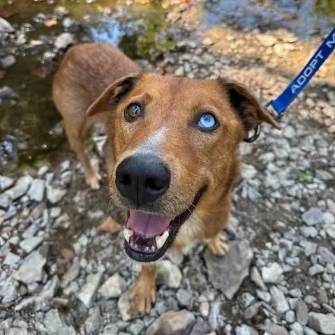 An adult medium-sized male Red / Chestnut / Orange Mixed Breed dog named Rowan Whitethorn for adoption in Columbia, MO