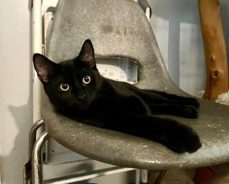 A baby medium-sized male Black Bombay cat named Mr Bean for adoption in Mission Viejo, CA