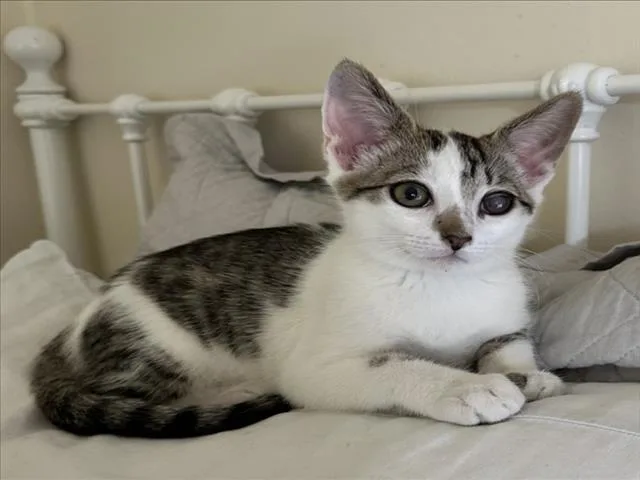 A baby small-sized male Brown / Chocolate Domestic Short Hair cat named Mochi for adoption in Woodland, CA