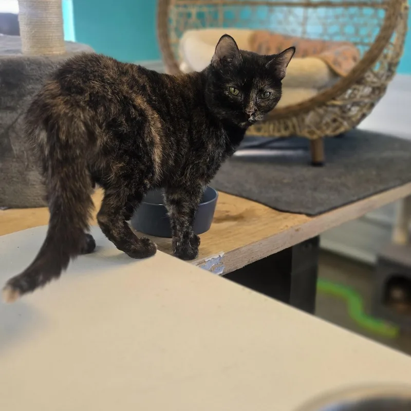 An adult medium-sized female Tortoiseshell cat named Acorn for adoption in Petersburg, IN